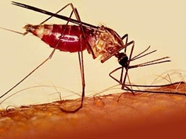 حدود ۳.۳ میلیارد نفر در معرض خطر ابتلا به مالاریا در جهان/ ۳ استان درگیر این بیماری